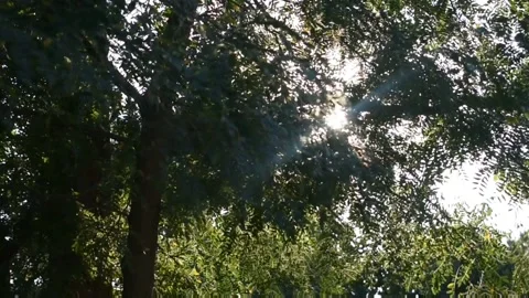 Sunlight Shining Through The Forest Trees 库存影片 132135906