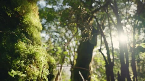 Sunlight shining through forest trees as camera slowly shows green moss on tree Stock Footage 289417145