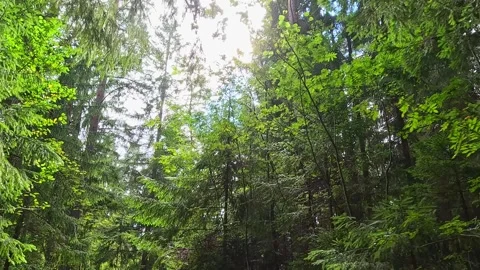 Sunlight shining through forest trees in summer woods Video stock 321242049