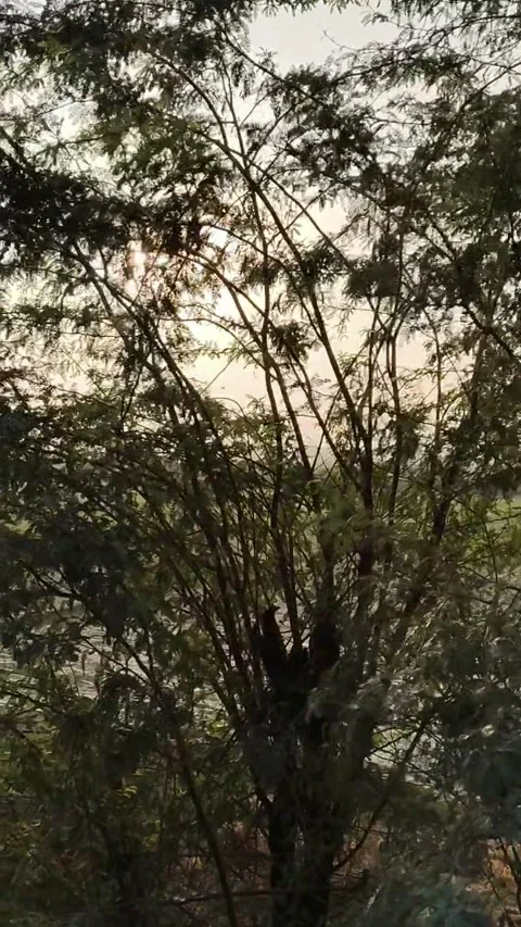 Sunlight Shining Through Forest Trees – Calm Nature B-Roll Scene Stock Footage 322630346