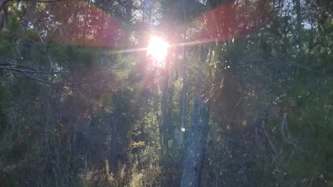 Sunlight Shining Through Forest Trees with Natural Lens Flare 4K Video stock 329076521