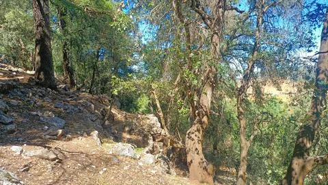 Sunlight shining through forest of trees growing on rocky landscape Stock Photos