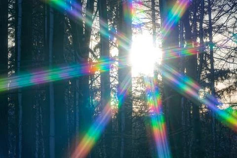 Sunlight shining through forest trees with vibrant rainbow light rays effect Stock Photos