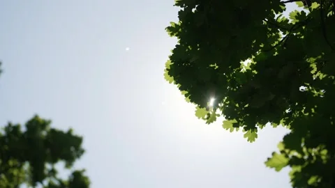 Sunlight shining through fresh green oak leaves Video stock 311043268