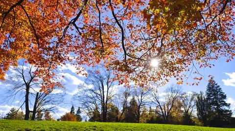Sunlight shining through the gaps between the leaves of the maple Stock Photos
