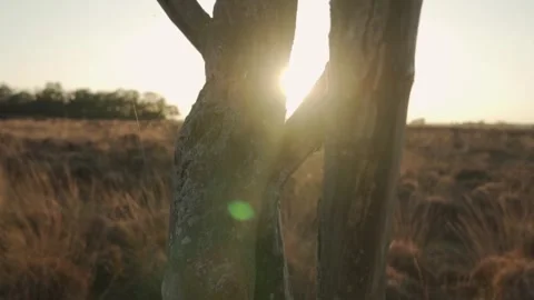 Sunlight shining through gnarled tree branches Video stock 291881544