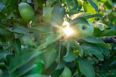 Sunlight Shining Through Green Apples in a Lush Orchard Summer Scene 库存照片