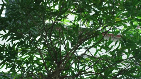 Sunlight Shining Through the Green Canopy of a Tree, Low Angle Shot Stock Footage 341533584