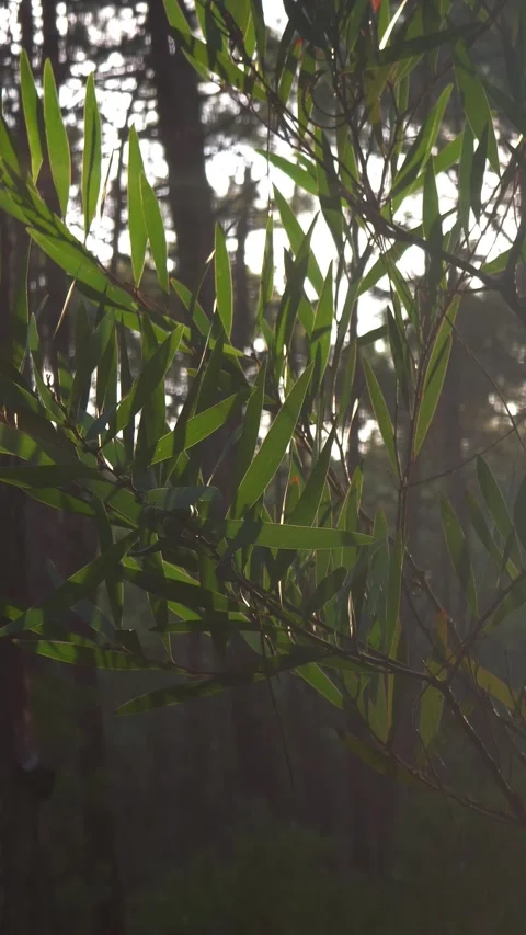 Sunlight Shining Through Green Eucalyptus Leaves Stock Footage 347372250