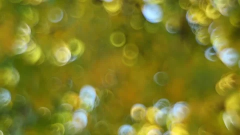 Sunlight Shining Through The Green foliage, Blurred Natural Swirly Bokeh Stock Footage 256990950