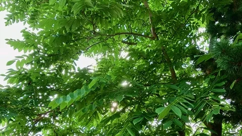 Sunlight shining through green foliage in summer forest Stock Footage 321241553