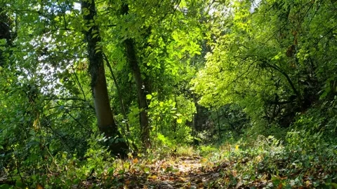 Sunlight shining through green forest trees in summer woodland Stock Footage 319742663