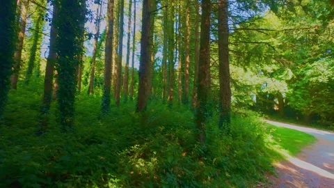 Sunlight shining through green forest trees and leaves in Ireland Stock Footage 340433876