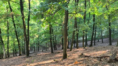 Sunlight shining through a green forest Stockbeeldmateriaal 347077101