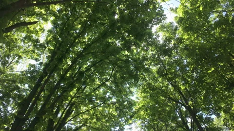 Sunlight shining through green horse chestnut tree leaves in summer park Stock Footage 341286718