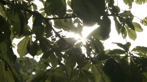 Sunlight shining through green leafy tree branches Vidéo 332018819