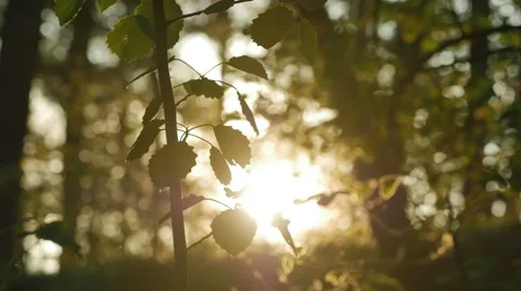 Sunlight shining through green leaves in forest. 4K UHD 動画素材 63402599