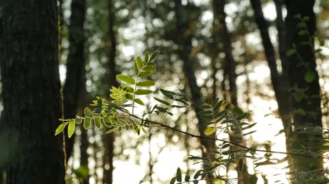 Sunlight shining through green leaves in forest. 4K UHD Vidéo 63402654