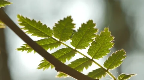 Sunlight shining through green leaves in forest. 4K UHD Stockbeeldmateriaal 63402719