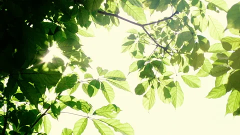 Sunlight shining through green leaves Stock Footage 145643329