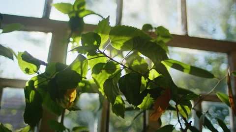 Sunlight shining through green leaves near a window. Bright natural light and Stock Footage 276886445