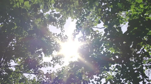 Sunlight Shining Through Green Leaves with Camera Moving Left to Right in S.. Video stock 313054754