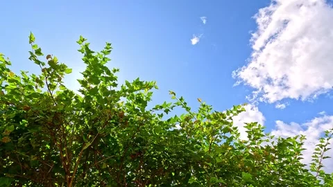 Sunlight shining through green leaves on summer day Stock Footage 321241471