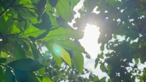 Sunlight Shining Through Green Leaves in Nature Stock Footage 325365504