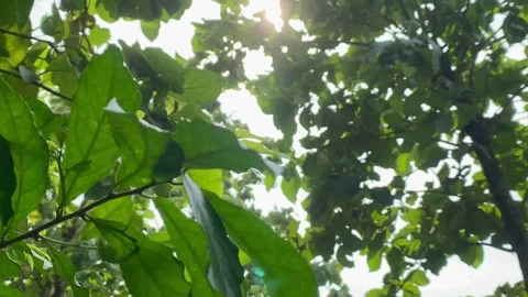 Sunlight Shining Through Green Leaves in Nature Stock Footage 325365505