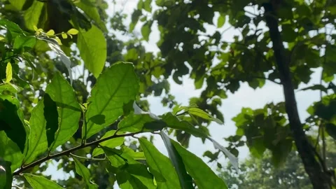 Sunlight Shining Through Green Leaves in Nature Stock Footage 325365608