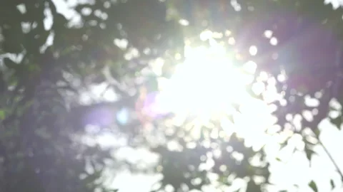 Sunlight shining through green leaves in a peaceful natural setting Stock Footage 328249480