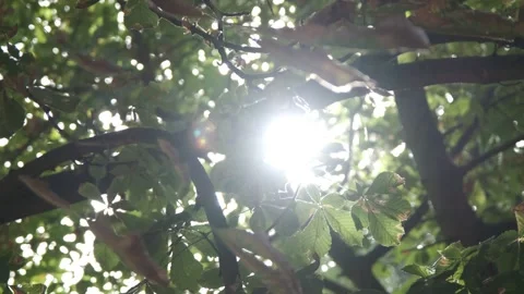 Sunlight shining through green leaves in forest canopy Vidéo 331293706