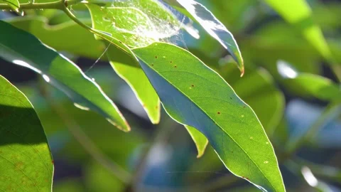 Sunlight shining through green leaves with spider web on tree branch in sum.. Vídeos de archivo 333242313