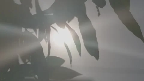 Sunlight Shining Through Green Leaves on a Branch, Backlit Close Up View 動画素材 343015539