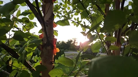 Sunlight Shining Through Green Leaves in Slow Motion Stock Footage 346180122