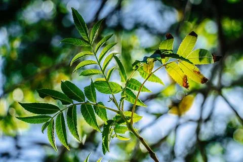 Sunlight Shining Through Green Leaves On A Tree In A Natural Forest Setting Stock Photos