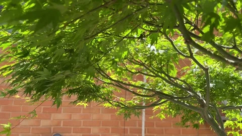 Sunlight Shining Through Green Maple Leaves Near Brick Wall Stock Footage 338293185