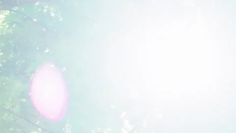 Sunlight shining through green oak tree leaves in summer Stock Footage 345531584
