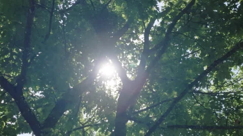 Sunlight shining through green oak tree leaves in forest canopy Stock Footage 346715263