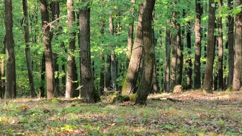 Sunlight shining through green oak forest tree trunks Stock Footage 346809792