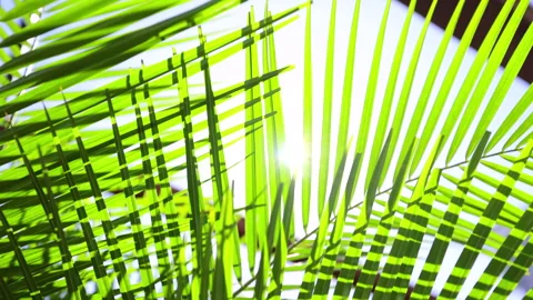 Sunlight shining through green palm leaves. 4K Close-up. Stock Footage 328629283