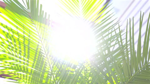Sunlight shining through green palm leaves. 4K Close-up. Видео 328629304