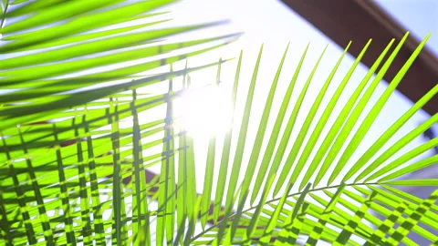 Sunlight shining through green palm leaves. 4K Close-up. Stock Footage 328629327