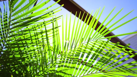 Sunlight shining through green palm leaves. 4K Close-up. Видео 328629338