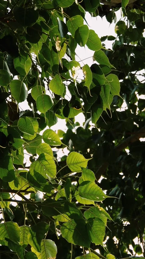 Sunlight Shining Through Green Peepal Tree Leaves - 4k Vertical Footage Stock Footage 339625638