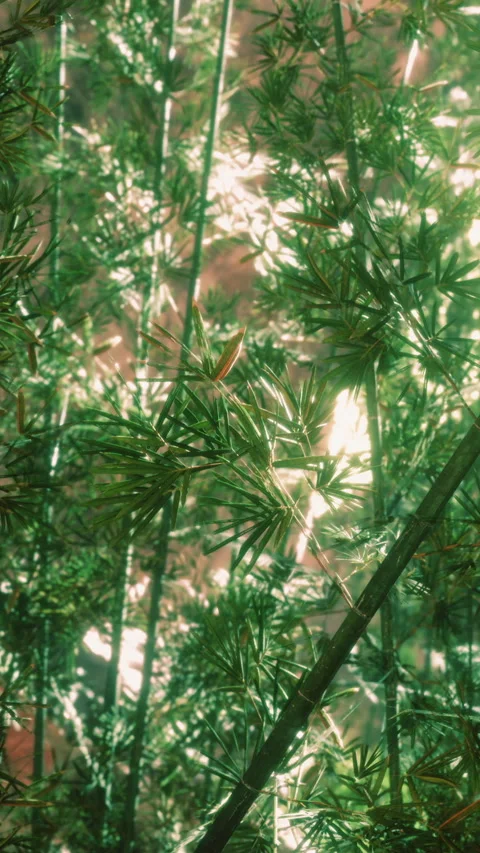 Sunlight shining through green plants in an indoor space Stock Footage 346758953
