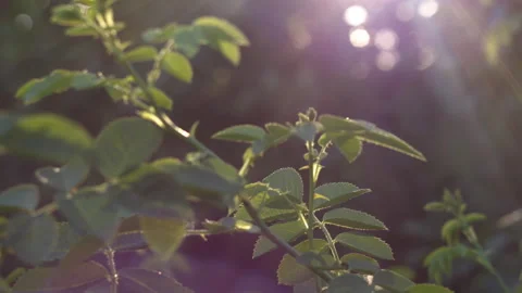 Sunlight Shining Through Green Rose Leaves in a Beautiful Garden Setting Stock-Footage 339628594