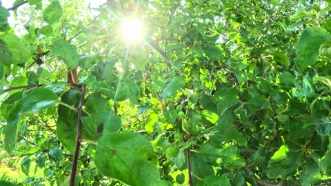 Sunlight shining through green summer foliage Stock Footage 318943490