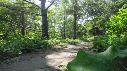Sunlight Shining Through Green Summer Forest Path. Stock Footage 331944736