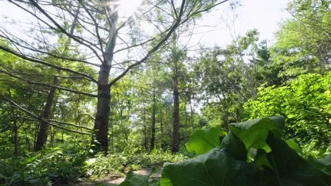 Sunlight Shining Through Green Summer Forest. Stock Footage 331944757